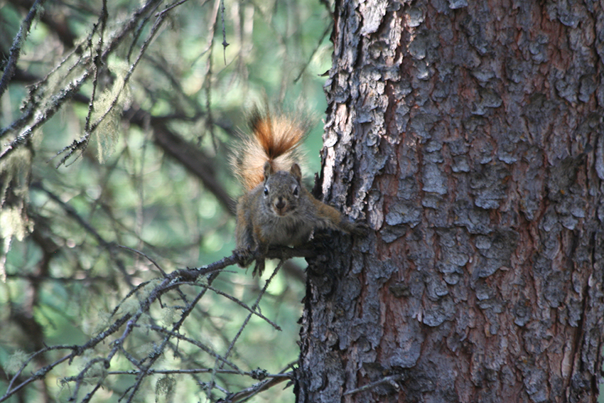 Ein neugieriges Eichhörnchen - chipmunk heißen sie hier, und sie benehmen sich genau wie unsere.